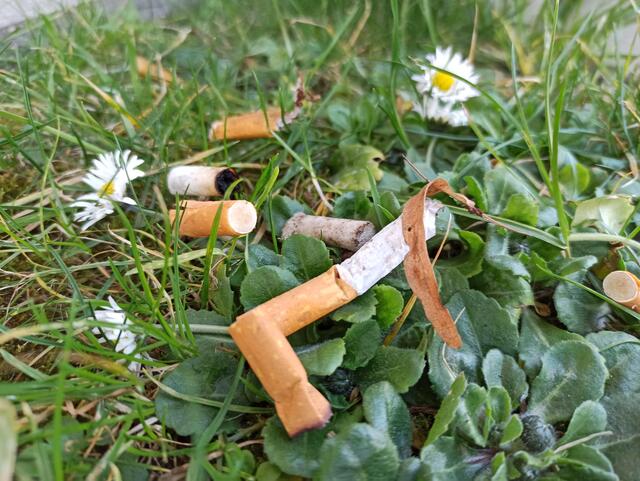 Zig Millionen Tschickstummel werden in Wien jährlich in der Umwelt "entsorgt". | Foto: Irene Holloway