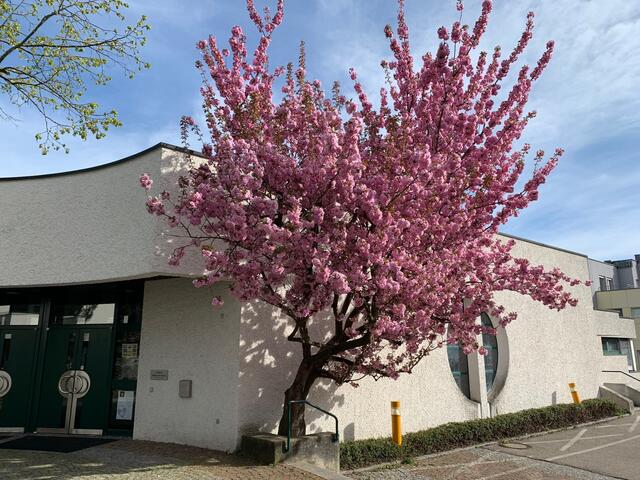 Die Gedanken zum fünften Fastensonntag stammen aus der Pfarre Linz-St.Markus.  | Foto: Linz-St.Markus