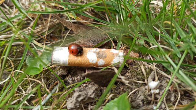 Maikäfer spazieren immer wieder über die Tschickstummel.  | Foto: Irene Holloway