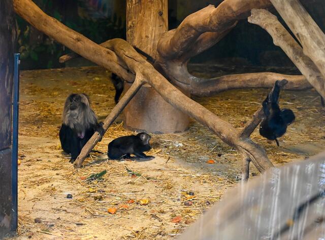 Bei den Bartaffen heißt es auch: „Baby-Alarm“. | Foto: Stadt Wels