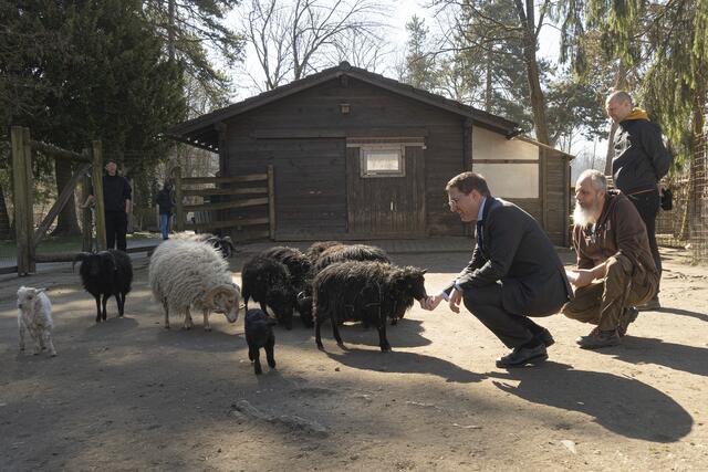 Andreas Rabl, ein Tierparkmitarbeiter und Thomas Rammerstorfer (v.l.) bei den Bei den Quessantschafen. | Foto: Stadt Wels