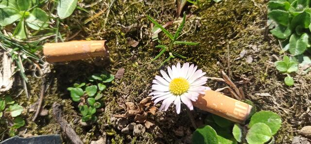 Tschicks und Gänseblümchen im Sigmund Freud Park. | Foto: Irene Holloway
