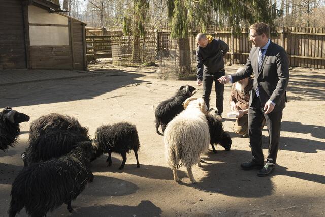 Andreas Rabl, ein Tierparkmitarbeiter und Thomas Rammerstorfer (v.l.) bei den Bei den Quessantschafen. | Foto: Stadt Wels