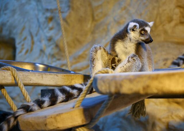 Auch bei den Kattas gibt es Nachwuchs. | Foto: Stadt Wels