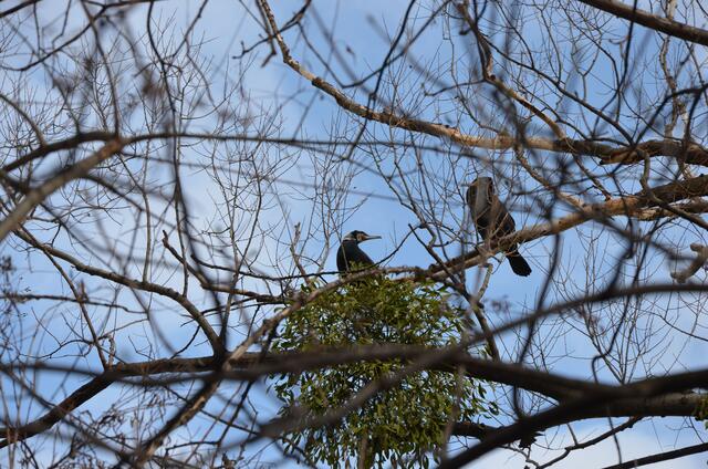 Kormorane am Donaukanal. | Foto: Isabella Klebinger
