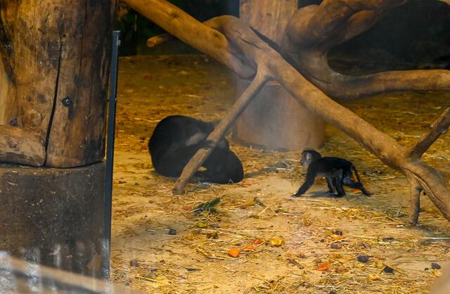 Bei den Bartaffen heißt es auch: „Baby-Alarm“. | Foto: Stadt Wels