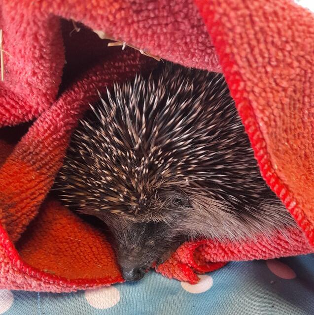 Täglich werden hungrige Igel gerettet. | Foto: Pfotenhilfe