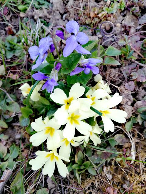 Foto: Elisabeth Paukovitsch