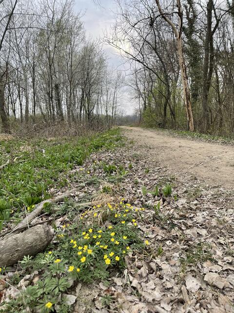 Der Auwald bei Leithaprodersdorf  | Foto: Isabell Maron