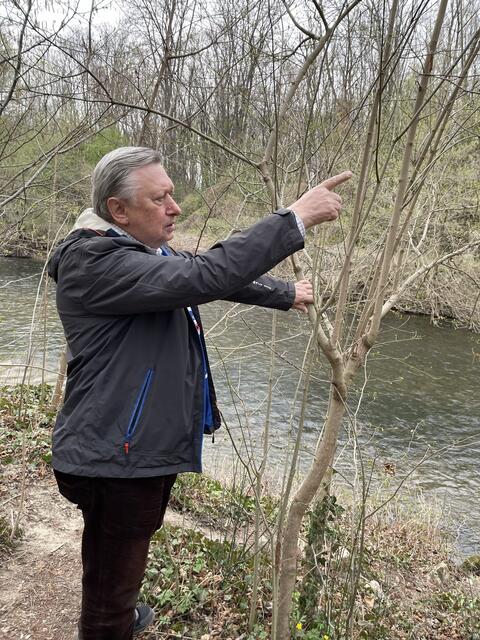 Hermann Frühstück zeigt Haselsträuche am Leithaufer | Foto: Isabell Maron