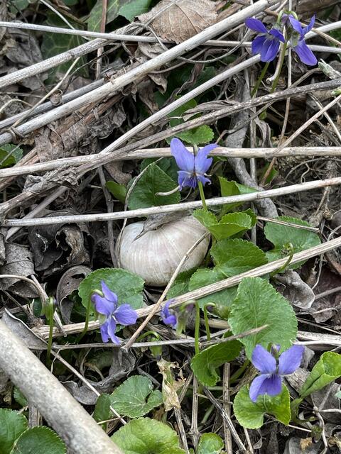 Weinbergschnecken verstecken sich in den Veilchen  | Foto: Isabell Maron