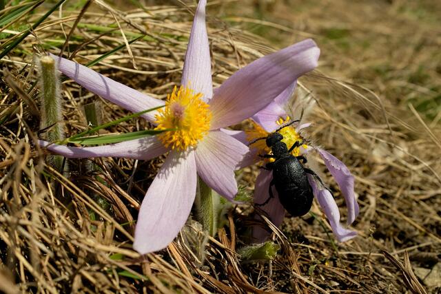 Flora und Fauna am Hangtrockenrasen in Leobersdorf | Foto: LPV Fischer