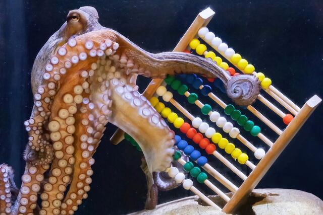 Die Gemeine Krake half bei der Zählung.  | Foto: Daniel Zupanc