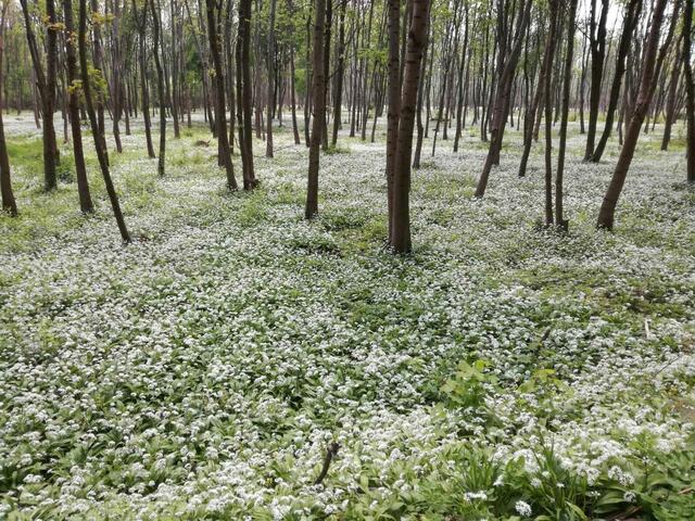 Bärlauch im Auwald bei Leithaprodersdorf  | Foto: Hermann Frühstück