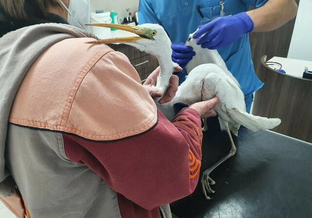 Tierrettungseinsatz des Tierparadies Schabenreith für einen Silberreiher mit offener Flügelfraktur.