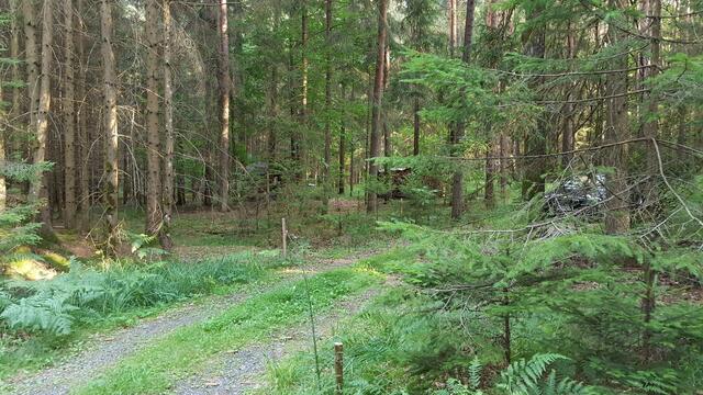 Der Wald bietet viele Rohstoffe | Foto: Philipp Steinriegler