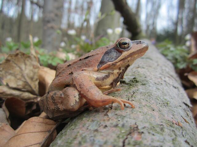 Springfrosch © Julia Kropfberger