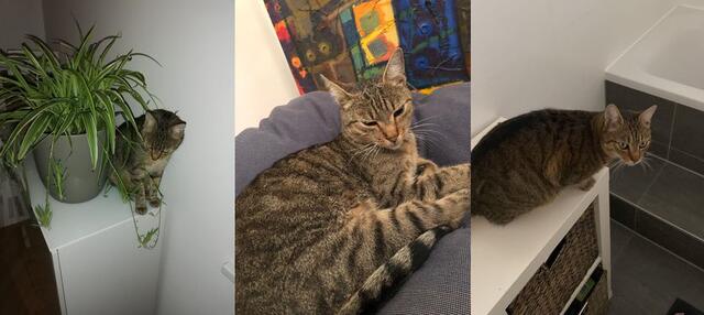  Weißt du, wo Rudi ist? Dann ruf an: 0699 111 91 120. | Foto: privat