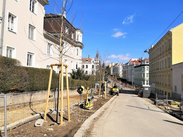 17 neue Bäume für Währing: Die ersten Bäume stehen schon in der Scheibenbergstraße. | Foto: BV18/Valentin Baubinder