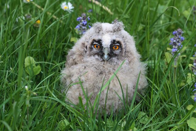 Waldohreulen-Ästling © Josef Limberger