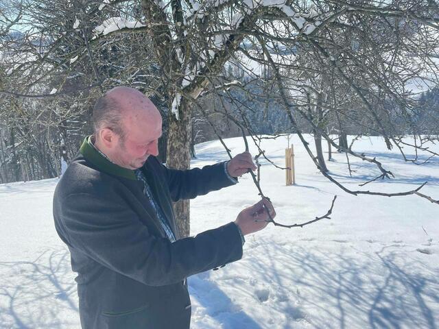 Minusgrade im April: Ludwig Sonnleitner vom Biobauernhof Sonnleitner in Sonntagberg inspiziert den Apfelbaum.