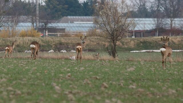 Wie es nun mit den rund 40 Rehen weitergeht wird heftig diskutiert. | Foto: Hirschstetten retten