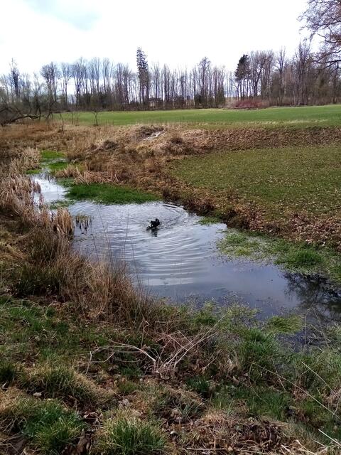 Lani in ihrem Element - Wasser und rein - plantschplantsch - Lucky hat es auch geliebt zu schwimmen