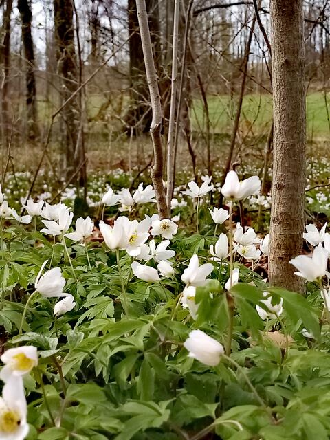 Ein zauberhafter Anblick - soviele und große Buschwindröschen. Auf den Bäumen habe ich einige Kleiber kopfüber spazieren gesehen