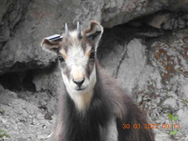 Die Geiß aus Grünau lebt nun am Kapuzinerberg in Salzburg. | Foto: Zoo Salzburg