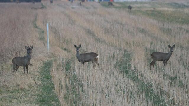 Vielen Anrainerinnen und Anrainern sind die Tiere allerdings schon ans Herzen gewachsen. | Foto: Hirschstetten retten