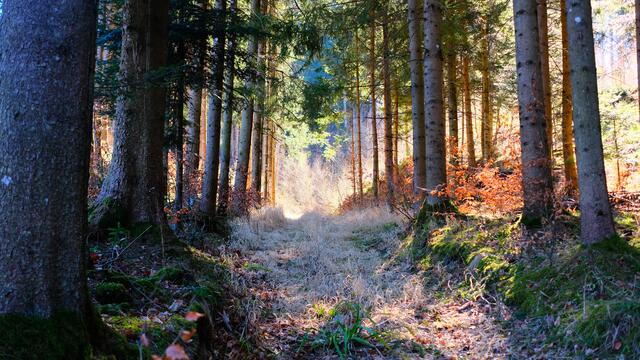 Wunderschöne Aufnahme unseres Regionauten Karl Zettelbauer | Foto: Karl Zettelbauer