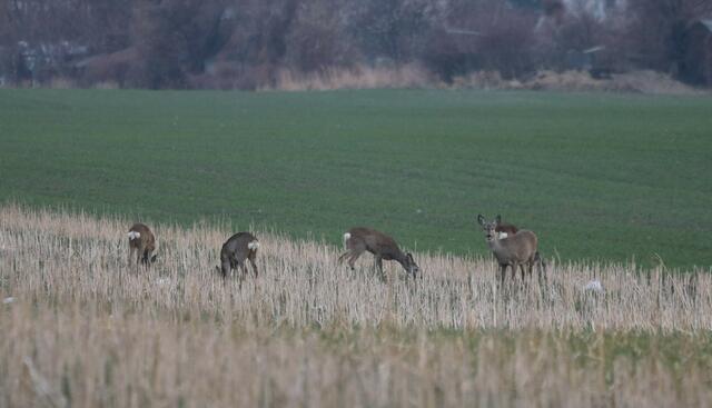 Die Rehe haben hier wohl keine Zukunft mehr. | Foto: Hirschstetten retten