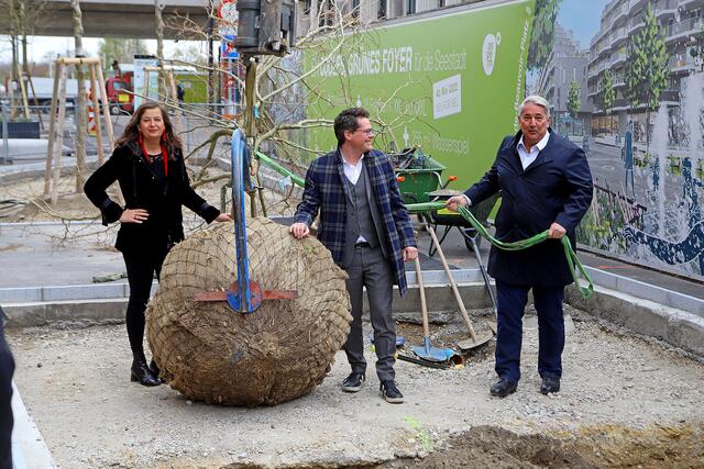 Einer der neu eingepflanzten XXL-Bäume. | Foto: PID/VOTAVA
