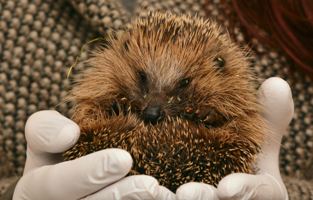 Wird der Osterhaufen schon einige Zeit vor dem Karsamstag aufgeschichtet, bietet er oftmals Igeln, Amphibien, Mäusen und Vögeln ein Quartier. Damit das Osterfeuer nicht zur Todesfalle für diese Tiere wird, empfiehlt sich das händische Umschichten am Tag vor dem Feuer.  | Foto: Pixabay