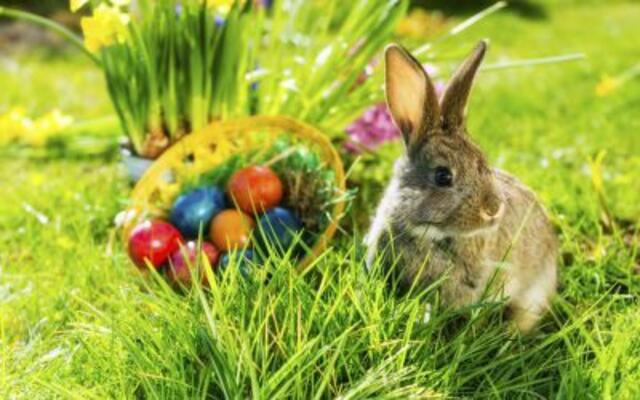 Osterhase