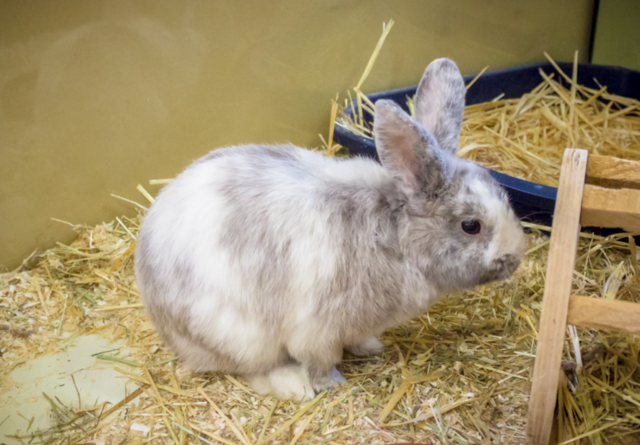 Mino feiert jeden Tag Ostern im TiKo | Foto: Foto: TiKo Tierheim Klagenfurt