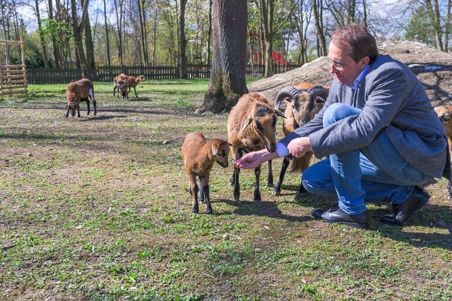 Bürgermeister Matthias Stadler stattete den Schafen einen Besuch ab.