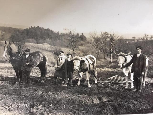 Getreideanbau beim Unterlehner in Hartkirchen, anno 1930. | Foto: Stefanie Greinöcker
