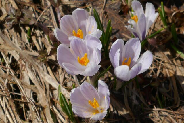 Wieder im Tal begrüßt uns der Frühling.  | Foto: Thomas Neuhold