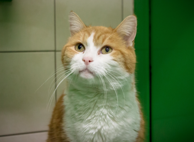 Bill sucht nach einem Platz in deinem Herzen | Foto: Foto: TiKo Tierheim Klagenfurt