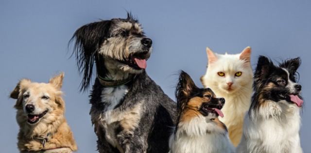 Für Hunde und Katzen vom Tierheim Franziskus gibt es diese Kunstauktion. | Foto: Raymonde Marcher Greinix