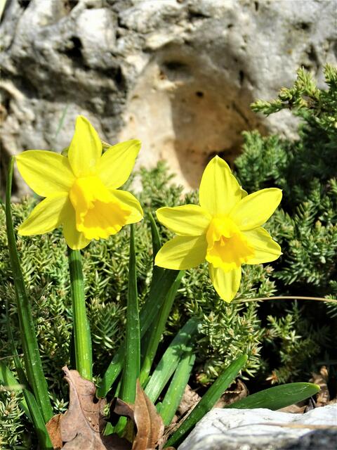 Mit diesem Narzissen-Pärchen wünschen wir allen Leserinnen und Lesern eine besinnliche Osterzeit!

Unserem Regionauten Franz Resch vielen Dank für das tolle Foto! | Foto: Franz Resch
