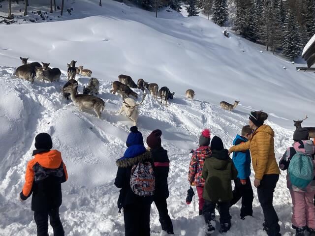Die Schülerinnen und Schüler der 4b der VS Pfunds konnten im vergangenen Winter mehrere Male dem Corona-Alltag entfliehen, beispielsweise beim Besuch vom Wildgehege "Feichti". | Foto: Eva-Maria Gaim