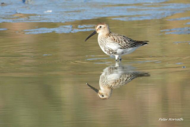 Ein Alpenstrandläufer in der flachen Uferzone der Güssinger Teiche. | Foto: Peter Horvath