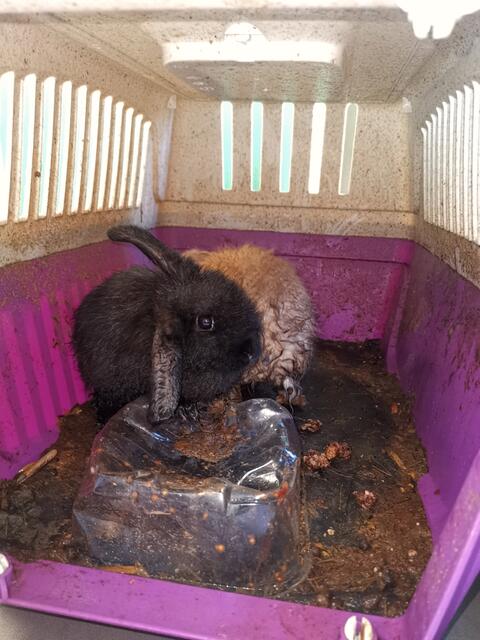 Die beiden Kaninchen wirkten verwahrlost, die Box war stark verschmutzt. | Foto: Icara Tierrettung