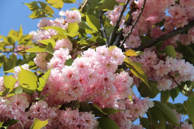 Die Kirschblüten auf der Donauinsel erblühen jedes Jahr.