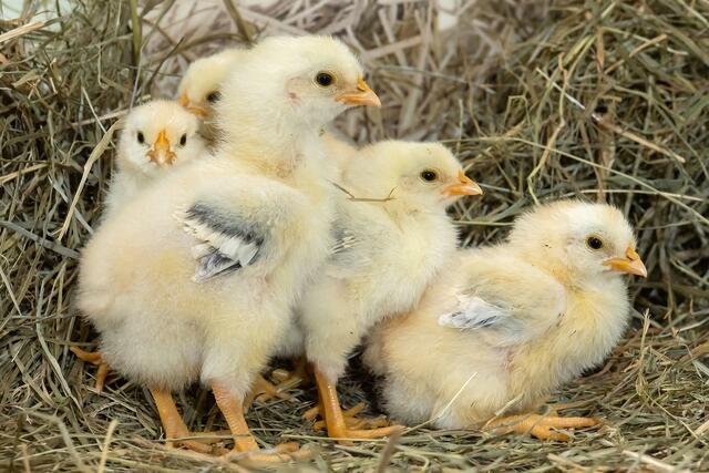 Rechtzeitig zu Ostern kann man jetzt im Tiergarten Schönbrunn Küken beim Schlüpfen und Aufwachsen beobachten.  | Foto: Daniel Zupanc