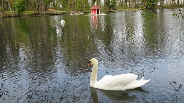 ... beobachten bald darauf das Schwanenpaar am "Großen Teich". ... | Foto: Silvia Plischek