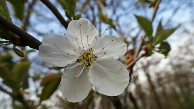 Foto: Silvia Plischek
