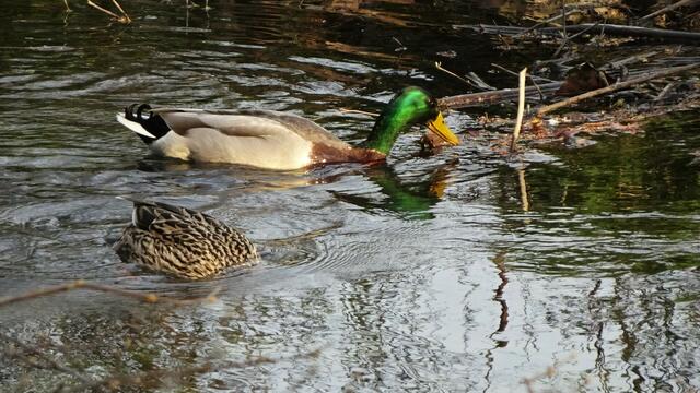 Wildenten beim Abendschmaus. ... | Foto: Silvia Plischek